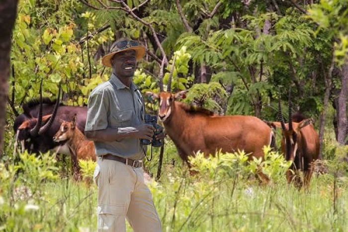 EUA disponibiliza quase 624 mil dólares para formar quadros angolanos na defesa da vida selvagem