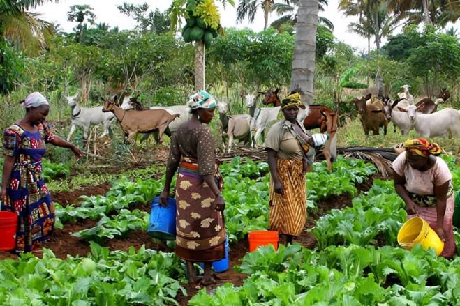 Agricultura cresce 1,7% em Angola e pecuária recua 2,5% em 2024 – INE