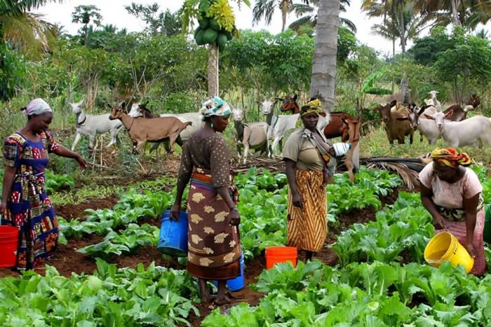 Agricultura cresce 1,7% em Angola e pecuária recua 2,5% em 2024 – INE