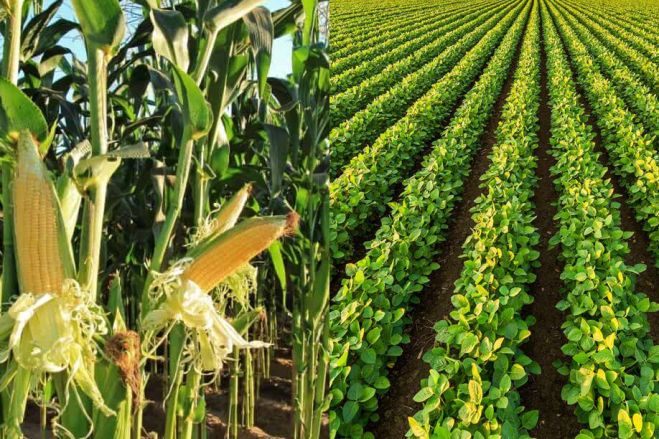 Empresa chinesa vai investir US$250 milhões para produzir em Angola milho e soja em larga escala