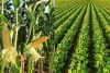 Empresa chinesa vai investir US$250 milhões para produzir em Angola milho e soja em larga escala