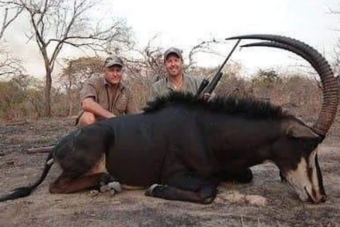 Investigador angolano defende atualização das leis de caça para evitar extinção de espécies no país