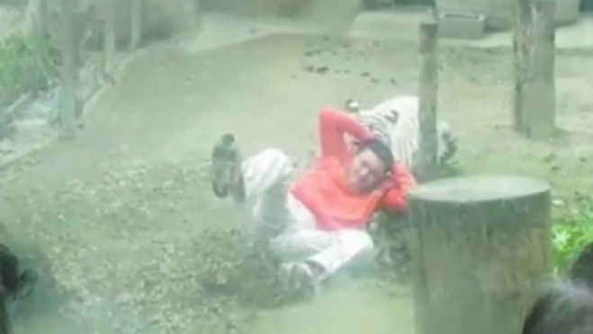 Tigre branco mata jovem em zoológico na Índia – C/VIDEO