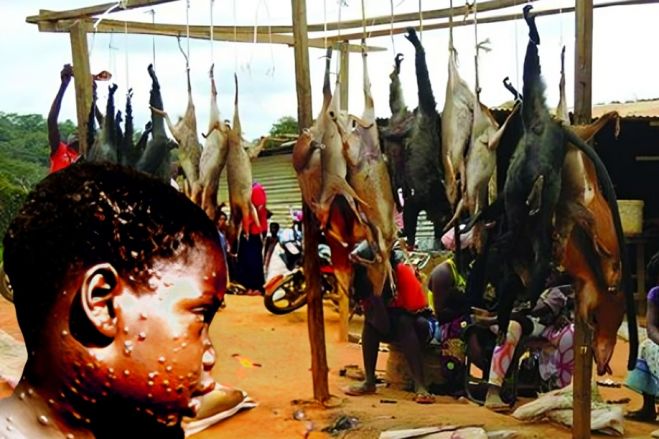 Angolanos continuam a consumir carne de caça e ignoram riscos da varíola do macaco