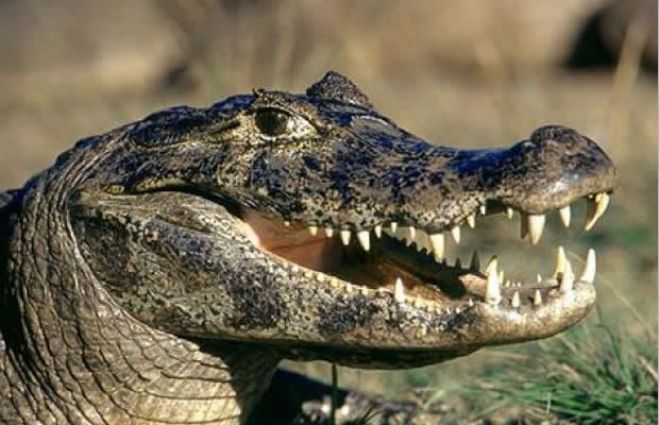 Ataques de jacarés geram polémica no Lussusso