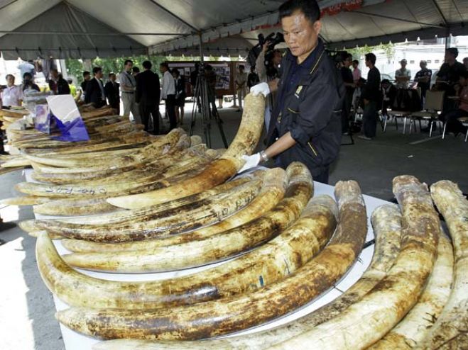 Luanda é ponto de "trânsito intercontinental" do comércio ilegal de marfim