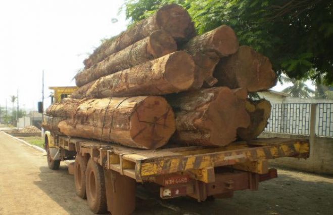 Líder dos industriais angolanos fala em "pilhagem" da madeira nacional
