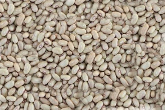 Cidadãos da RDC "invadem" vales agrícolas em Angola e levam produtos a troco de financiamentos de cooperativas