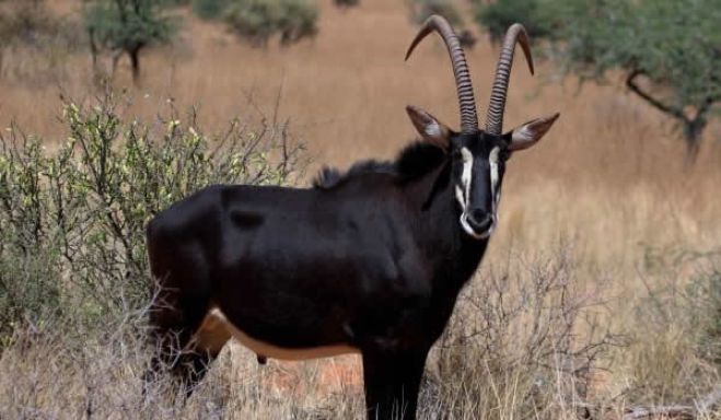 Caçadores abateram oito palancas negras gigantes em Malanje