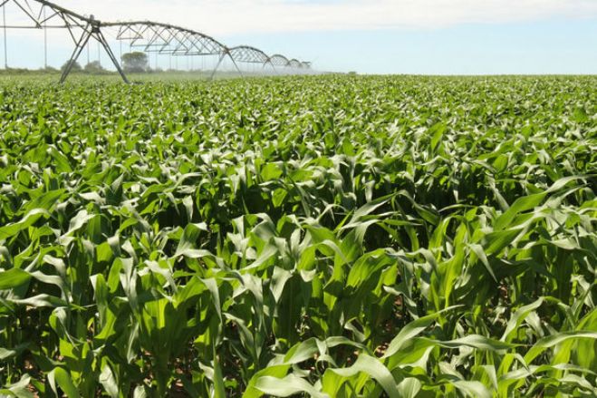 Quatro empresas angolanas do setor agrícola em risco
