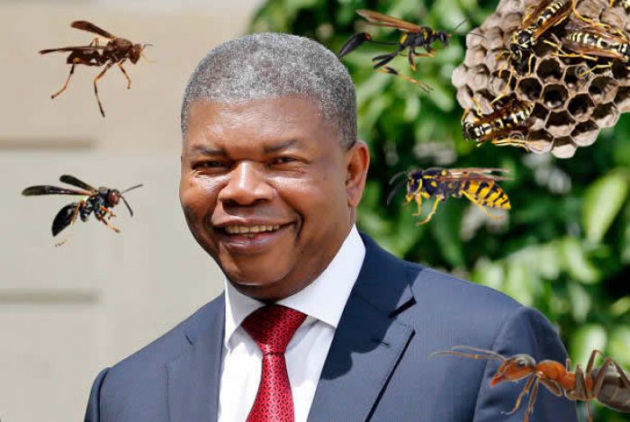 Marimbondo e matrindinde, mas cuidado com o kissonde