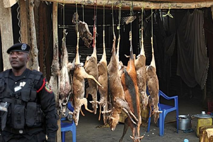 Responsável diz que caça furtiva em Angola conta com apoio de órgãos de defesa e segurança