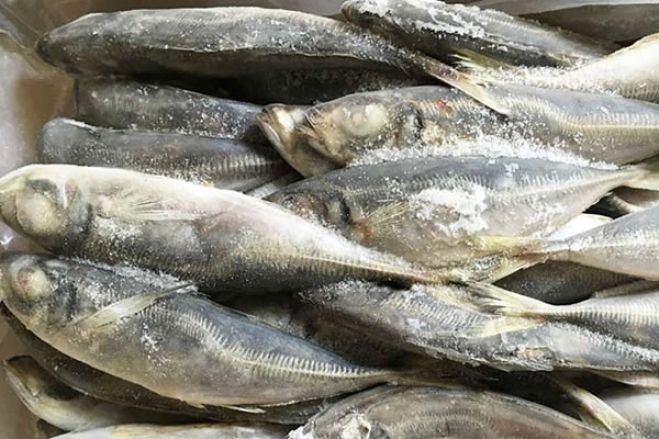 Carapau do "Olutorsky" será distribuído pelas províncias - Ministro