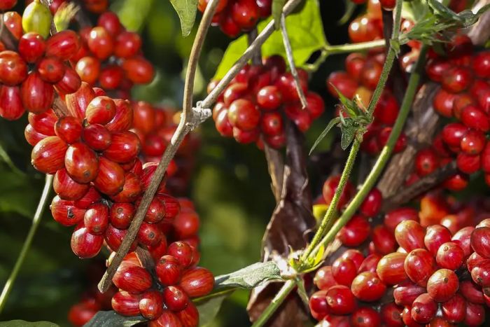 Ministério das Finanças aprova garantia soberana para campanha do café