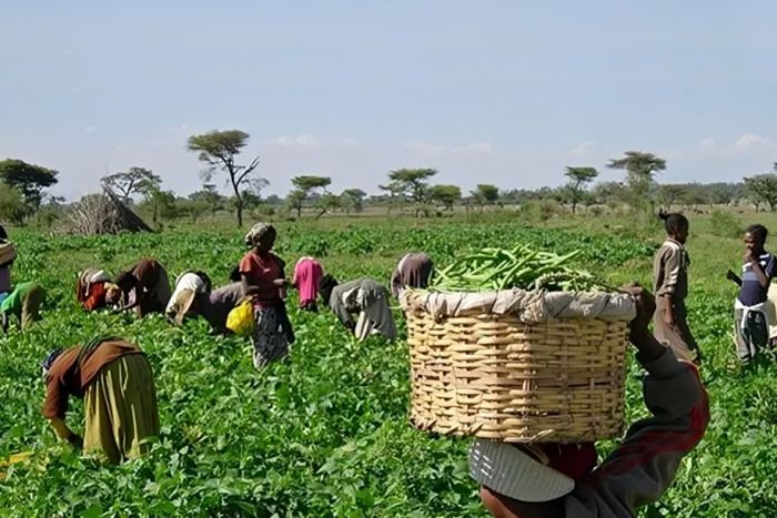 Angola vai conceder 800 mil hectares para produção agrícola a brasileiros e chineses