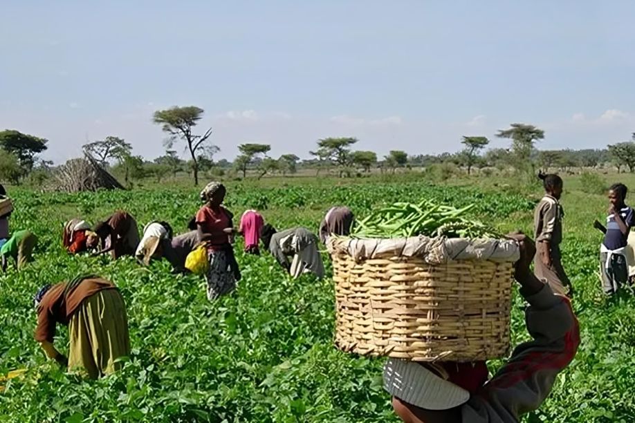 Angola vai conceder 800 mil hectares para produção agrícola a brasileiros e chineses