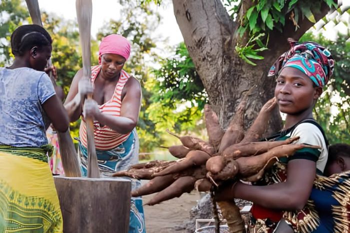 Ministério da Saúde alerta para consumo de mandioca e ginguba depois de mortes