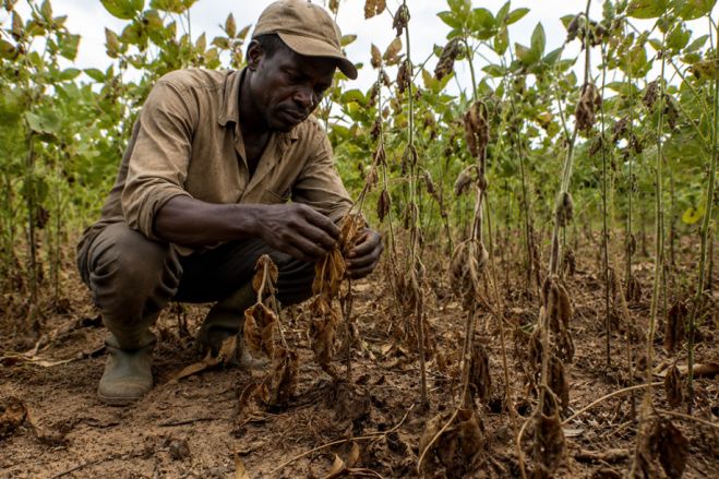 Mais de metade das terras cultivadas em Angola sofreram perdas em 2023/2024