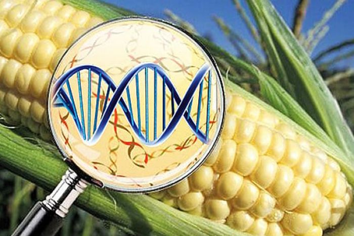 Ruralista pede ponderação na introdução de sementes transgénicas em Angola