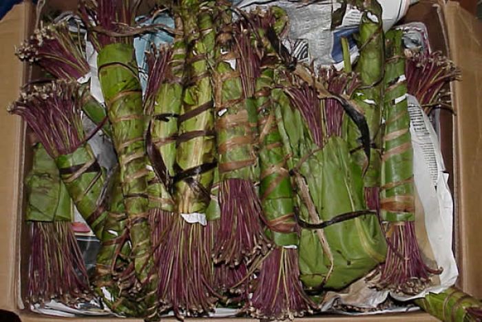 Alucinogénio khat de 429 kg com destino Angola, apreendidas no aeroporto de Lisboa